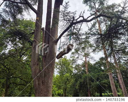 Tree climbing ropes and log in woodland park Tree climbing ropes and log in woodland park 140783196