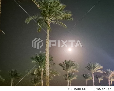 Moonlit palm trees against a hazy night sky Moonlit palm trees against a hazy night sky 140783257