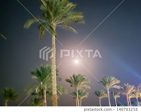Palm trees against glowing moonlit night sky Palm trees against glowing moonlit night sky 140783258