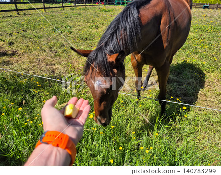 Horse Being Fed by Hand in Sunny Pasture Horse Being Fed by Hand in Sunny Pasture 140783299