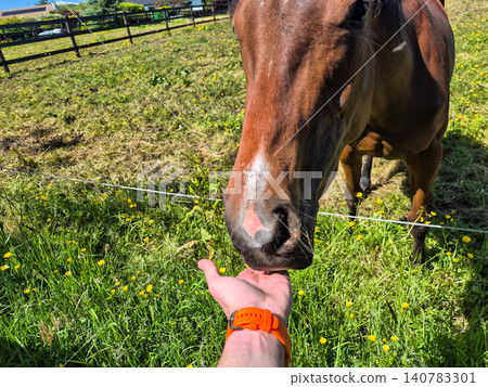 Horse being hand fed in sunny pasture 140783301
