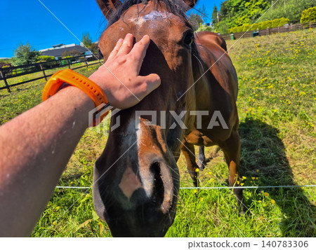 Hand Petting Horse in Sunny Field 140783306