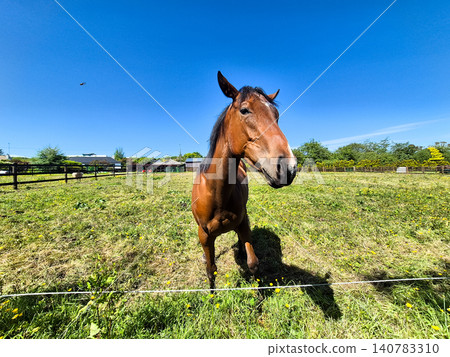 Brown horse standing in a sunny pasture Brown horse standing in a sunny pasture 140783310