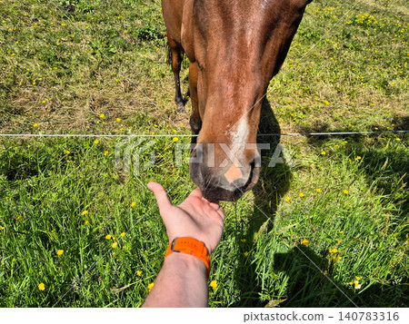 Hand Feeding Horse in Sunny Pasture Hand Feeding Horse in Sunny Pasture 140783316
