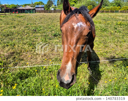 Curious horse in sunny pasture close up Curious horse in sunny pasture close up 140783319