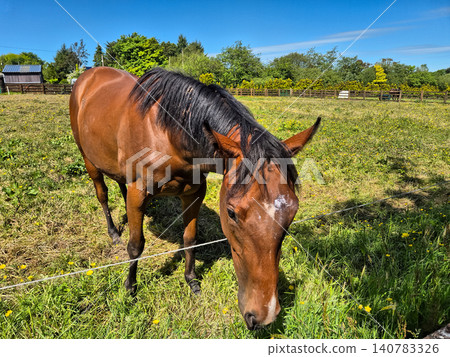 Brown horse grazing in sunny pasture Brown horse grazing in sunny pasture 140783326