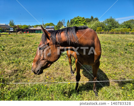 Brown horse standing in sunny pasture Brown horse standing in sunny pasture 140783328