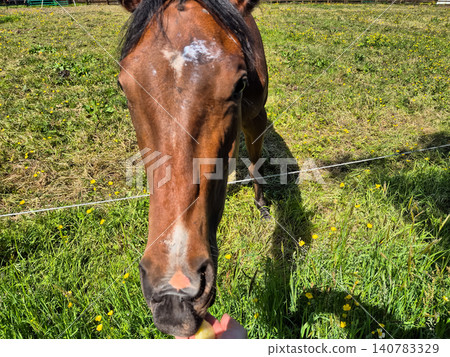 Close up brown horse grazing in sunny meadow 140783329