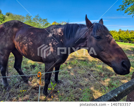 Brown horse standing in sunny pasture Brown horse standing in sunny pasture 140783357