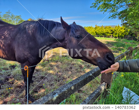 Dark horse nuzzling hand in sunny pasture 140783362