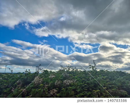 Dramatic cloudy sky over lush green hedgerow Dramatic cloudy sky over lush green hedgerow 140783386