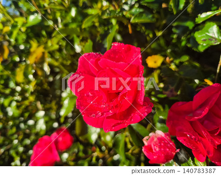 Red rose blossoms with water droplets in garden Red rose blossoms with water droplets in garden 140783387