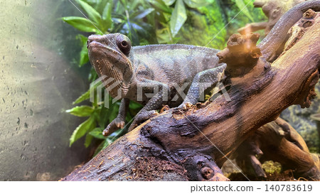 Close-up portrait of a tropical lizard resting on a twisted tree branch inside a humid rainforest-style habitat 140783619