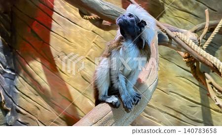 Curious cotton-top tamarin perched on a branch, showing its distinctive white crest and expressive gaze in a tropical wildlife habitat. 140783658