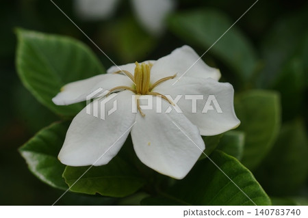 白色梔子花,六月,稻木791,梔子花屬,茜草科,平尾 白色梔子花,六月,稻木791,梔子花屬,茜草科,平尾 140783740