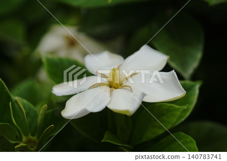 白色梔子花,六月,稻木792,梔子花,茜草科,平尾 白色梔子花,六月,稻木792,梔子花,茜草科,平尾 140783741