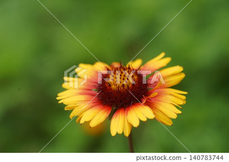 A chrysanthemum with a vibrant red and yellow gradient. June, Inagi 795, *Tenningiku* (Asteraceae family), Hirao. 140783744
