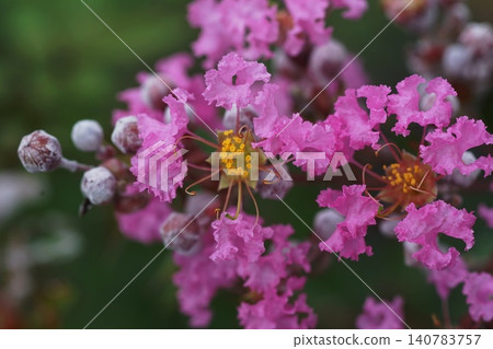 Red crape myrtle flowers that suit the height of summer - June, Inagi 808, Crape Myrtle, Lythraceae family, Hirao Red crape myrtle flowers that suit the height of summer - June, Inagi 808, Crape Myrtle, Lythraceae family, Hirao 140783757