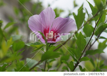 Pink hibiscus flowers blooming in the summer garden, June, Inagi 814, Hibiscus, Malvaceae family, Hirao Pink hibiscus flowers blooming in the summer garden, June, Inagi 814, Hibiscus, Malvaceae family, Hirao 140783763