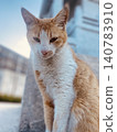 A brown and white cat, glaring with half-closed eyes, facing the blue sky of Senaga Island. 140783910