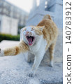 Brown and white cat yawning and stretching at Senaga Island 140783912