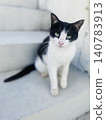 A black and white cat gazes at the camera on a white staircase, its posture dignified. 140783913