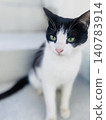 A close-up of a black and white cat; its yellow-green eyes stand out in this frontal view. 140783914