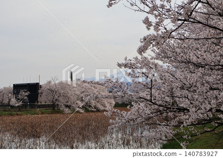 櫻花的風景 櫻花的風景 140783927