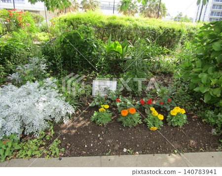 銀菊和萬壽菊 銀菊和萬壽菊 140783941