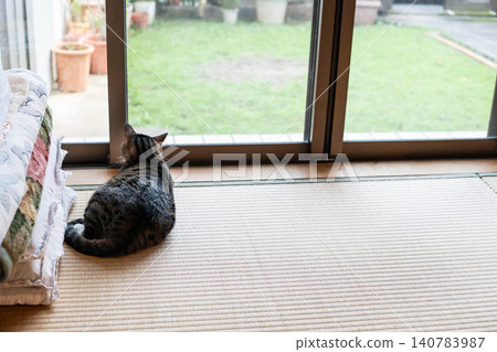 cat taking a nap on the porch cat taking a nap on the porch 140783987