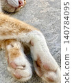Close-up of a brown and white cat's paw pads: both front paws, Okinawa. 140784095