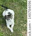 A tabby and white cat curls up on the grass in a park in Okinawa. 140784096