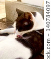 A black and white cat grooming itself, bathed in warm, backlit light. 140784097
