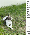 A tabby and white cat gazes into the distance on the grass in a park in Okinawa. 140784098