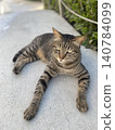 Tabby cat strikes a sphinx pose, staring straight ahead - Okinawa 140784099