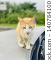A brown and white cat glares from atop a car hood on a street in Okinawa. 140784100