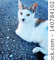 A white cat with amber eyes looks directly at the camera on a blue asphalt. 140784102
