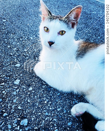 A white cat with amber eyes looks directly at the camera on a blue asphalt. A white cat with amber eyes looks directly at the camera on a blue asphalt. 140784102