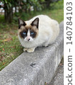 Siamese cat stares intently with blue eyes on the stone wall of Okinawa. 140784103