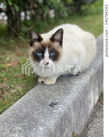 Siamese cat stares intently with blue eyes on the stone wall of Okinawa. 140784103