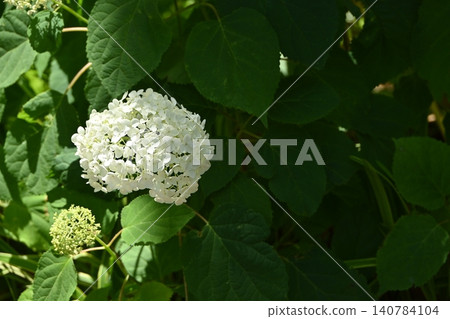 White Hydrangea White Hydrangea 140784104