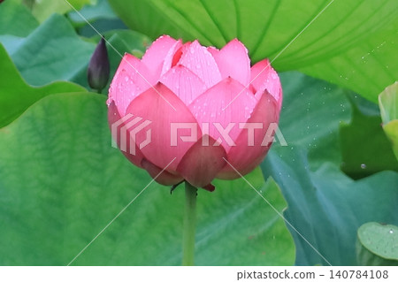 蓮花盛開,正值最美的時節。 蓮花盛開,正值最美的時節。 140784108