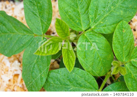 Edamame Edamame Edamame Edamame 140784110