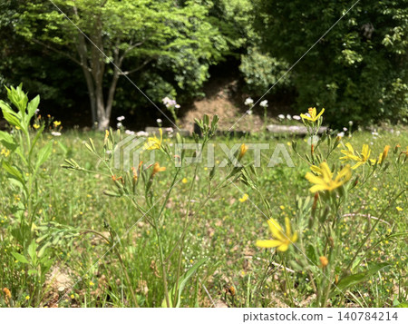 苦蕒花盛開的鄉村景色－奈良縣飛鳥村風光 140784214