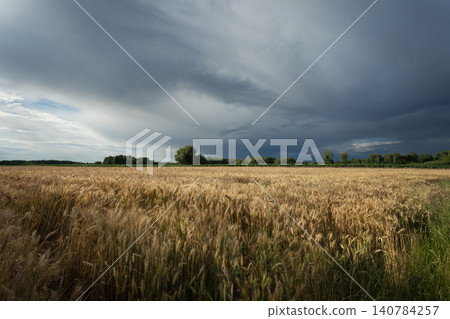 Dark storm clouds over a grain field Dark storm clouds over a grain field 140784257
