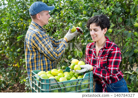 Professional farm workers harvesting fresh lemons at orchard on sunny day Professional farm workers harvesting fresh lemons at orchard on sunny day 140784327