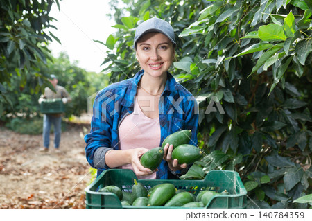 Happy skilled young female gardener in plaid shirt holding green organic avocado fruits on farm in autumn Happy skilled young female gardener in plaid shirt holding green organic avocado fruits on farm in autumn 140784359