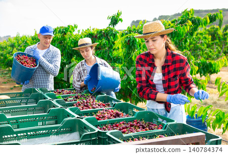 Gardeners sorting freshly harvested cherry at orchard Gardeners sorting freshly harvested cherry at orchard 140784374