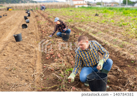 Man picking potatoes on field Man picking potatoes on field 140784381