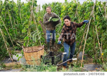 Couple of farmers harvesting beans at a farm Couple of farmers harvesting beans at a farm 140784388